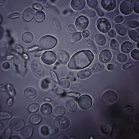 Bacteria & Nutrients