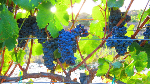 Firmness for Grape Berries